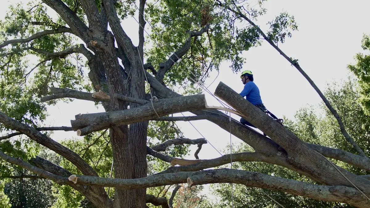 Professional Crown Thinning performed by certified arborists in Deep Water