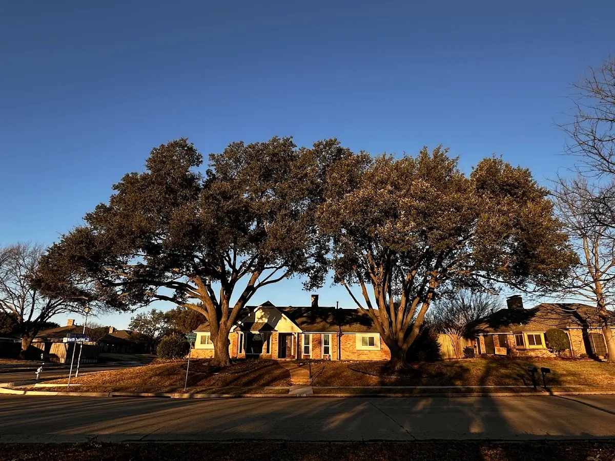 Established residential canopy tree shading a home in Deep Water
